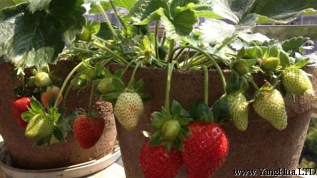 草莓盆栽夏季怎麼養護