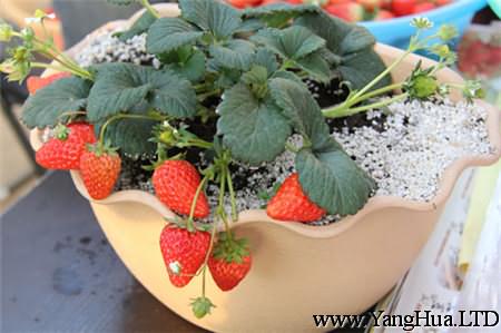 草莓幼苗怎麼處理