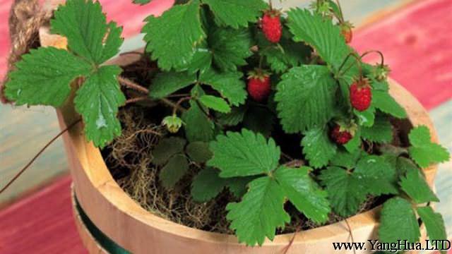 陽台盆栽草莓怎麼緩苗