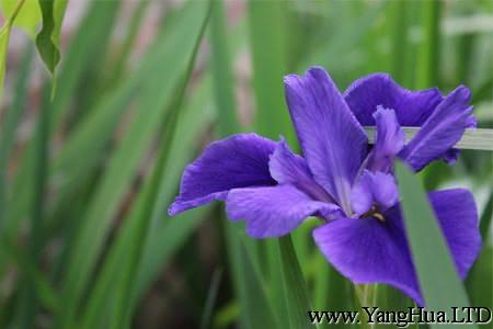 紫色花菖蒲