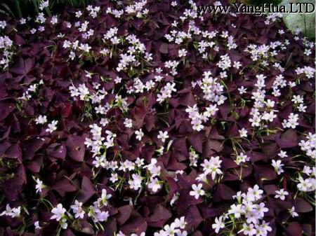 紫葉幸運草（酢 漿草）的繁殖方法