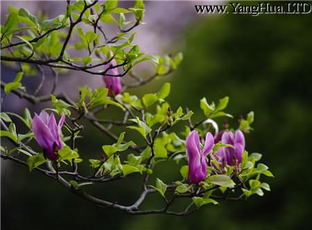 紫玉蘭的壓條法繁殖