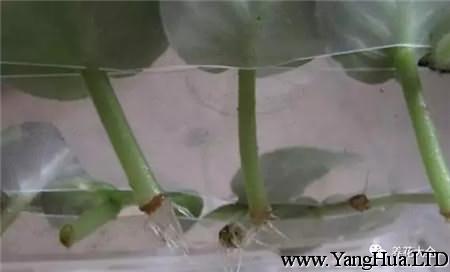 非洲堇（非洲紫羅蘭）扦