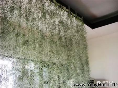 空氣鳳梨窗簾的製作方法