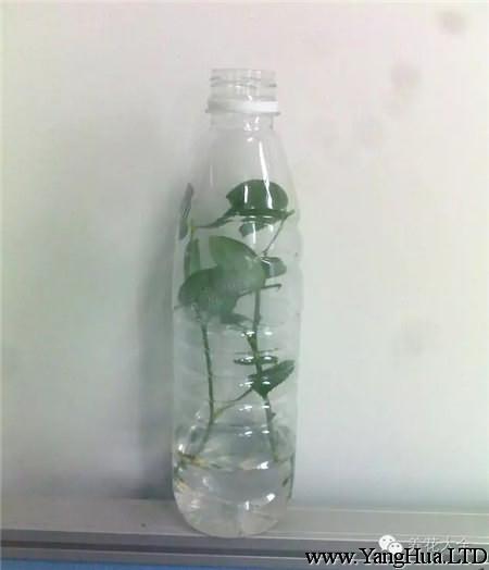 塑膠瓶生根