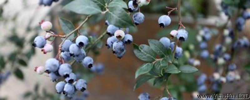 藍莓春季怎麼養