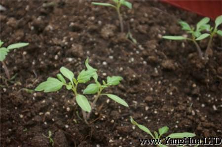 番茄的播種繁殖的方法