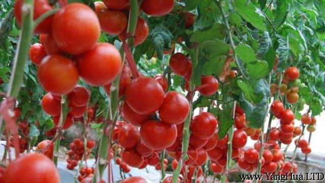 買回來番茄種子要怎麼播種