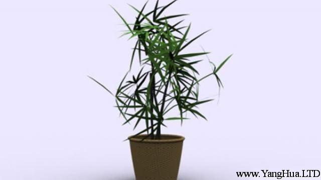 竹子的繁殖方法