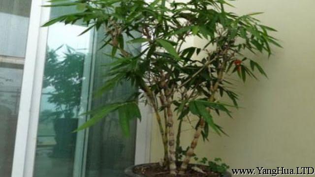 竹子在室內怎麼種
