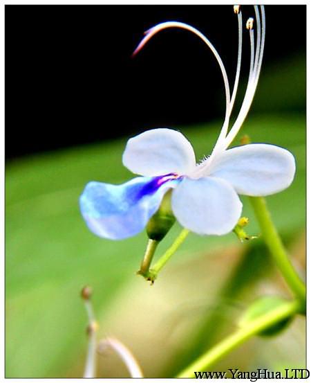 藍蝴蝶扦插繁殖方法