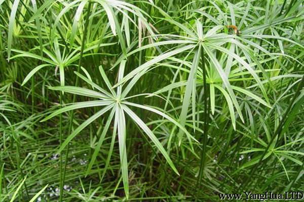 傘草扦插繁殖方法