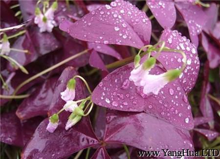紫葉醡漿草扦插繁殖時間