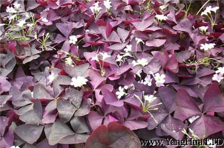 紫葉醡漿草扦插繁殖方法