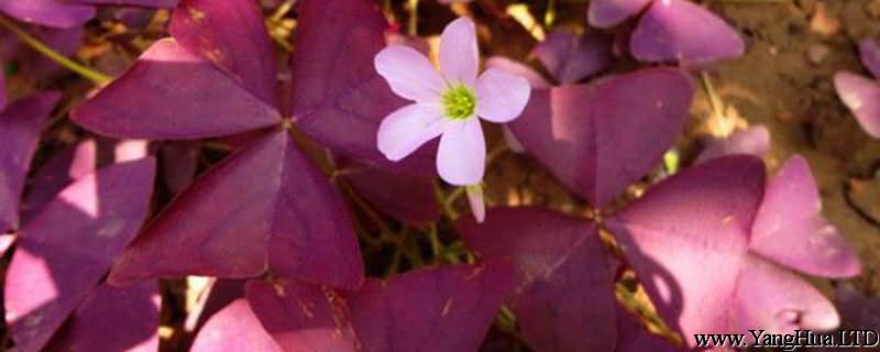 紫葉幸運草（酢 漿草）扦插繁殖方法