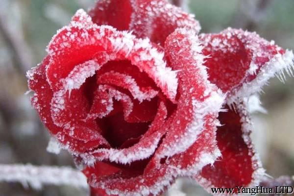 玫瑰花的冬季養護