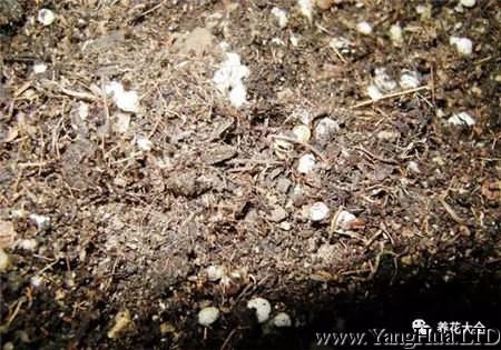 蟹爪蘭扦插土壤