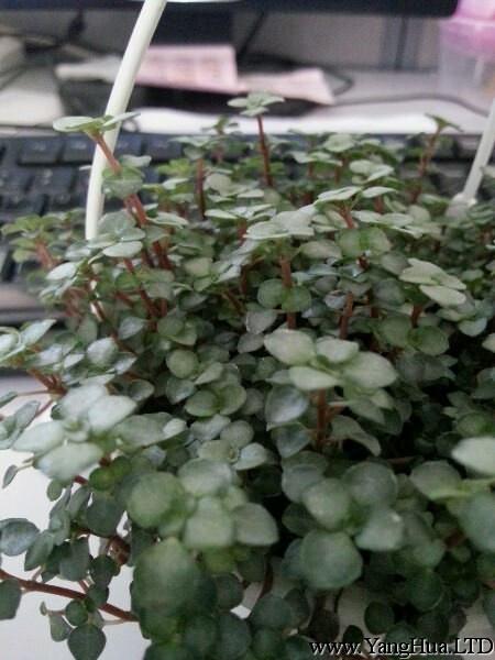 灰綠冷水花扦插繁殖時間