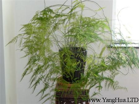 3~4年的文竹蔓性生長