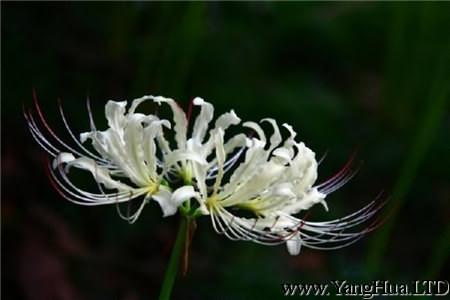 白花石蒜播種繁殖法