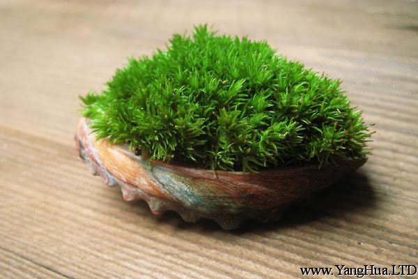 苔蘚植物是怎麼繁殖的