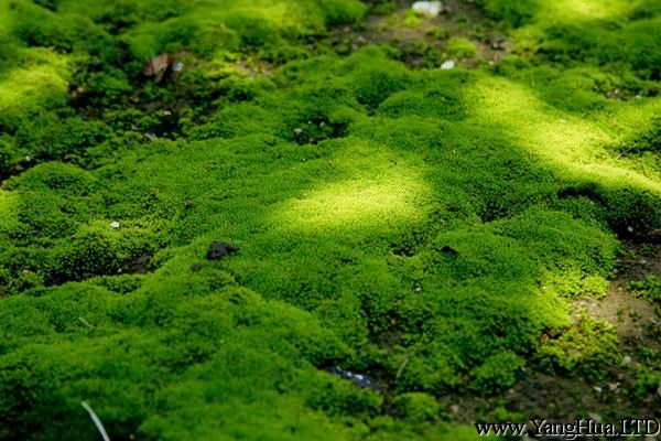苔蘚盆景如何保濕