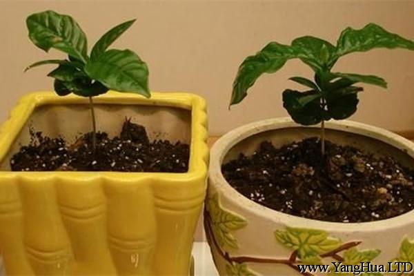 盆栽咖啡樹要怎麼種植