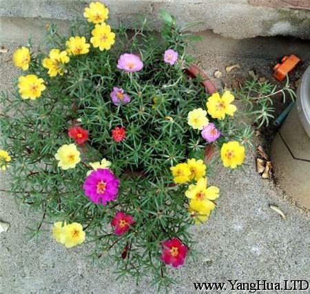 太陽花從地上移栽到花盆裡