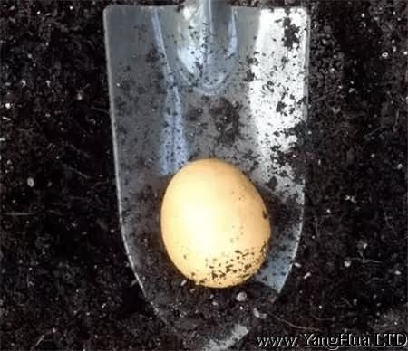 雞蛋埋盆底