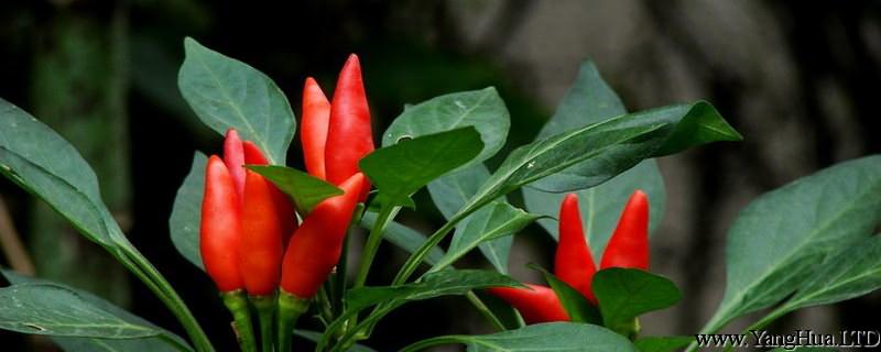 盆栽朝天椒的種植方法