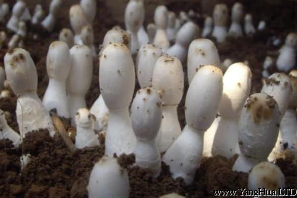 陽台種植蘑菇的方法