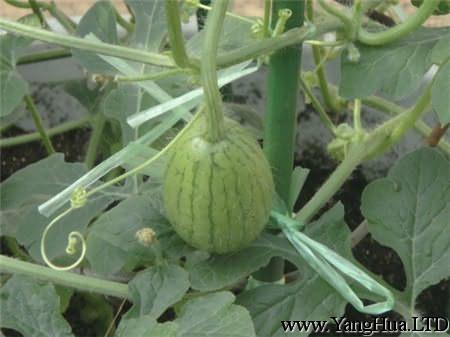 西瓜種子處理及播種