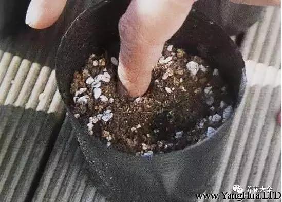 、把腐葉土和蛭石按照2:1的比例配置，放進花盆中，用手挖一個淺淺的坑，把豌豆放進去，掩埋好。
