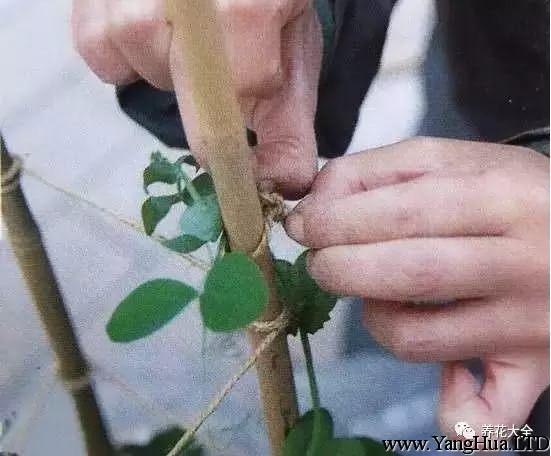 在豌豆長到30厘米左右的時候，往花盆中插入一根小棍，用細布條把豌豆綁到棍子上