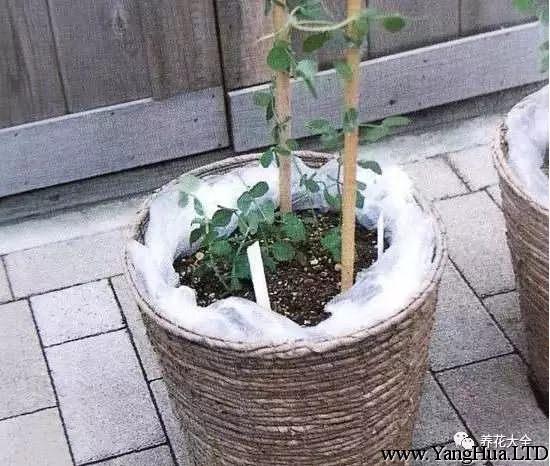 在豌豆開始在棍子上爬籐之後，就要追肥，每月給它施一次液肥，把它放在陽光充足的陽台上。