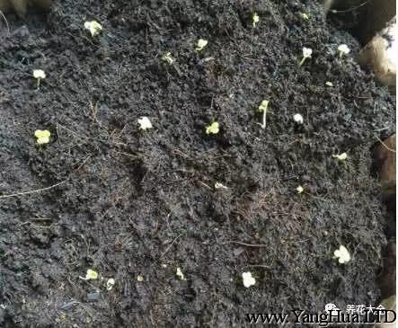 等種子吸飽水之後，就把種子灑在盆土表面，上面再覆蓋一層土壤，大約6-9天，小白菜就會出芽。