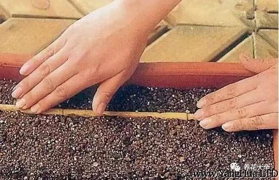 菠菜的種植土壤應當疏鬆透氣，可以在花盆底部鋪一層石子，土壤裡摻入一些顆粒土，保證透氣。