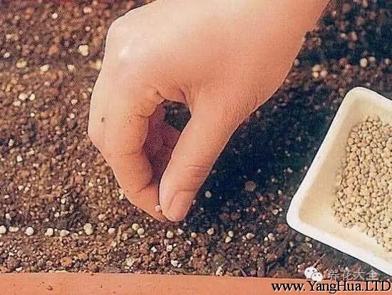 把菠菜種子點在土壤表面，種子上方再覆蓋一層薄薄的土壤。