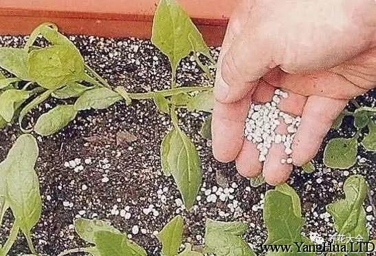 種子發芽後，要把花盆移到陽光下，每半月施一次復合肥。