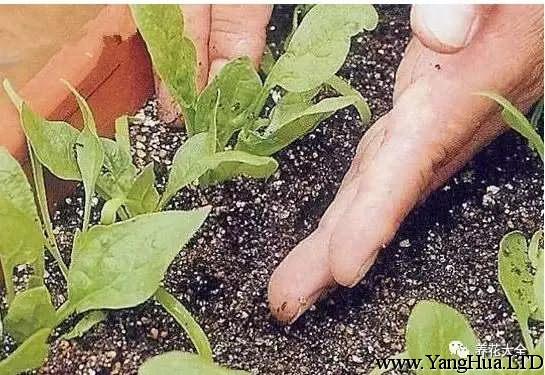 如果菠菜長得太密，要進行疏苗，不然小苗之間爭奪營養，會讓所有的菠菜都長勢不良。
