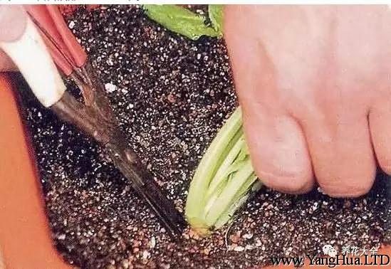 大約30-45天之後，小菠菜就可以收收割了，收割時，用剪刀從根莖處把小菠菜剪斷。