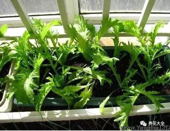 把花盆放在陽光下，等小芽長到4-5片葉子的時候，開始施肥，半月用一次肥，茼蒿會很快長大。