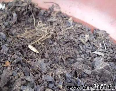 把小蔥的根埋在盆土中，注意要莖向上。