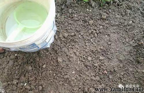 把種子均勻的灑在盆土表面，注意不要過密，不然後期生菜會長得很擠。