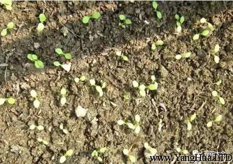 最好能在種子上覆一層土，然後把它放在陰涼通風的地方，澆水澆透，很快生菜就會發芽。發芽後，要把生菜移到陽光下。