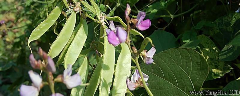 陽台怎麼種植扁豆？