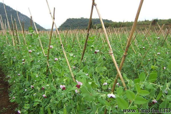 荷蘭豆的養殖方法及注意事項