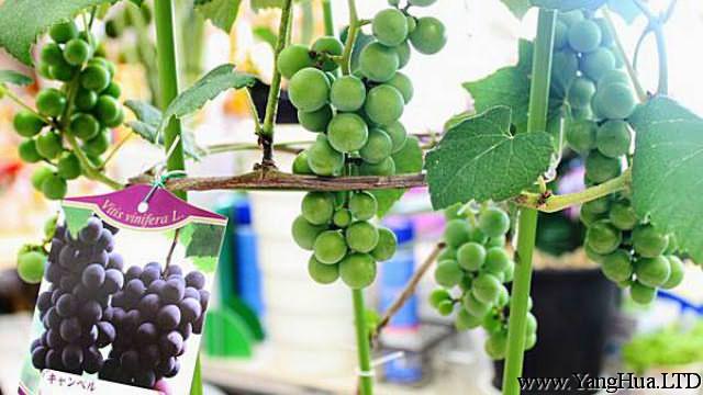 盆栽葡萄種植方法