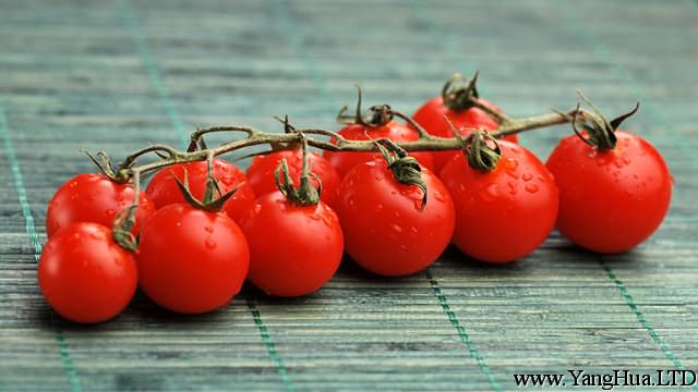 家裡種「小西紅柿」不結果，注意這3點，30天果實掛枝頭！