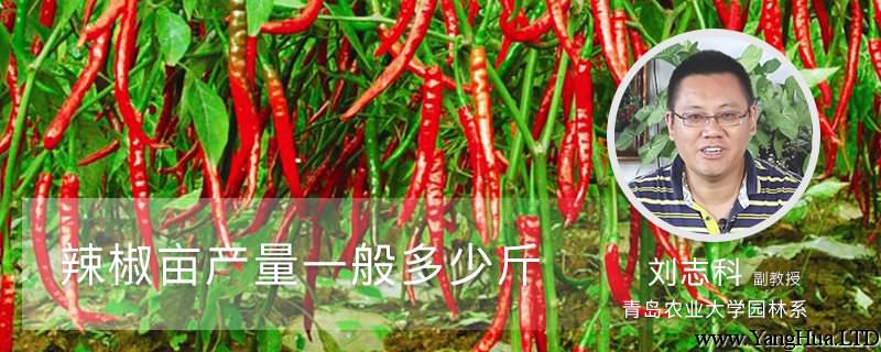 辣椒畝產量一般多少斤